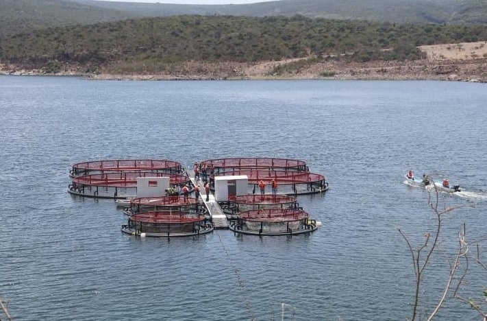 Arrancan moderna producción de mojarra en la Presa El Yathé, Alfajayucan – NEWSHIDALGO