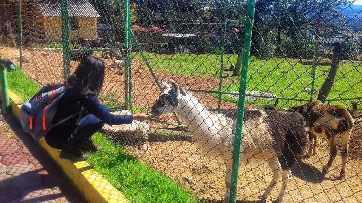Zoológico de Tulancingo reanuda actividades – NEWSHIDALGO